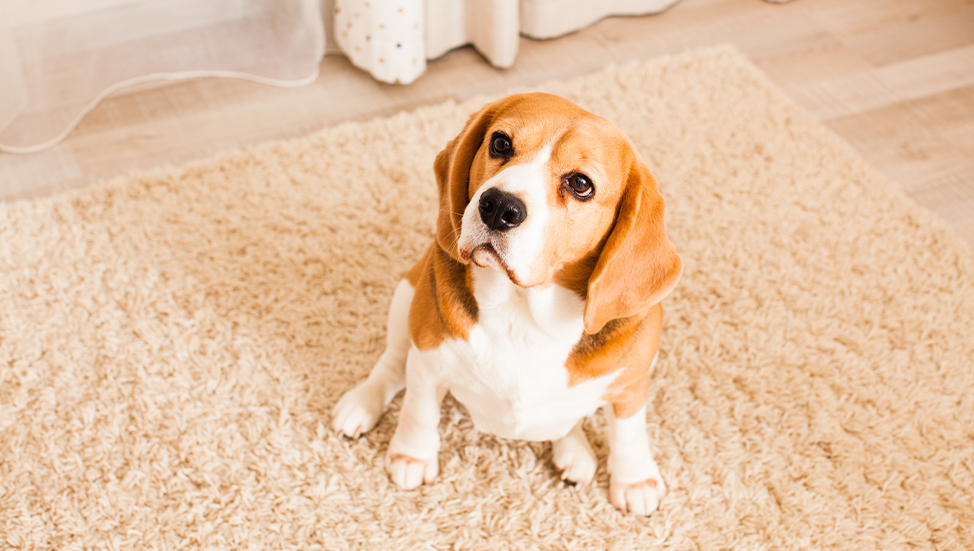 Ask Dr. Jenn: Why does my dog drag her back end across the carpet?